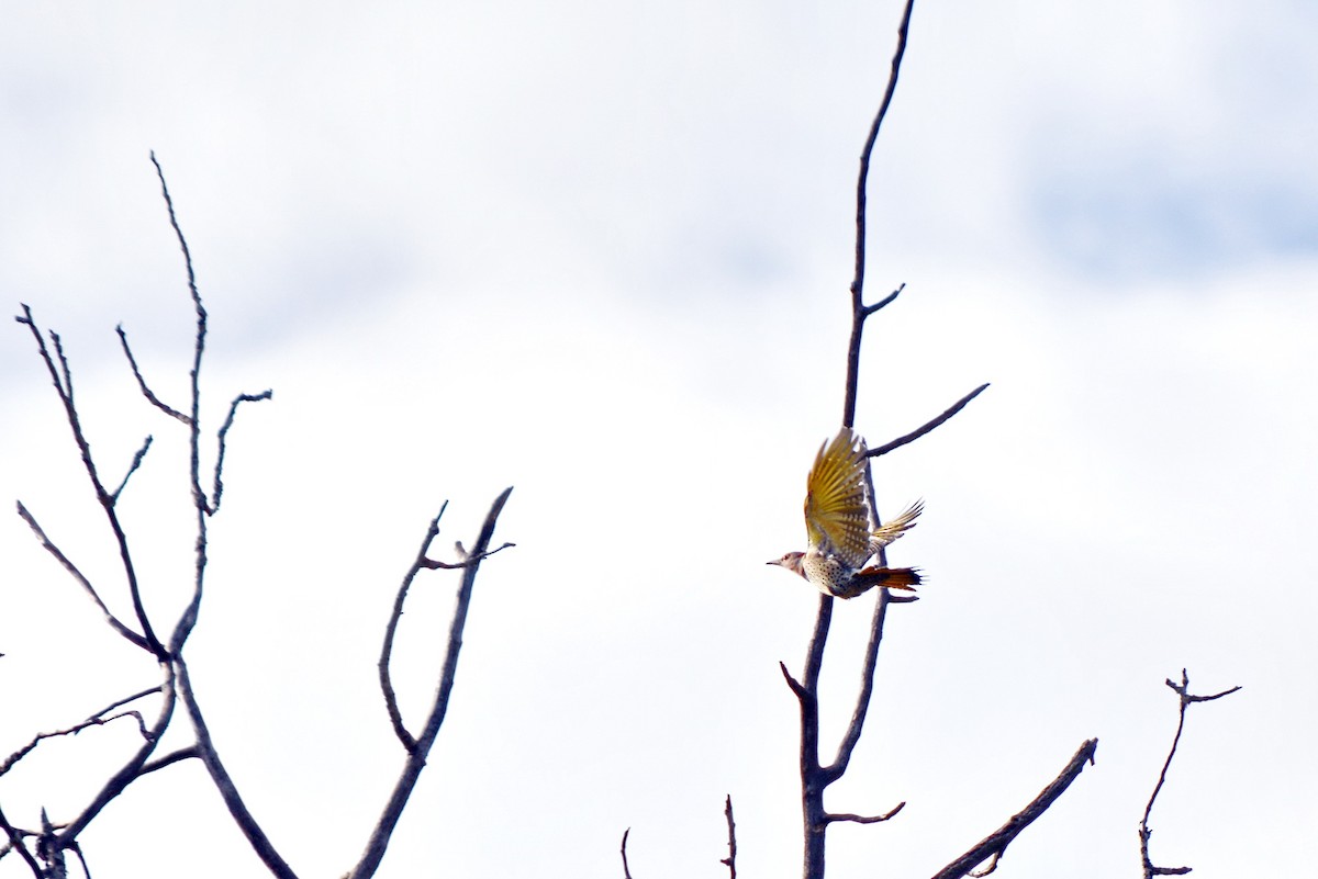 Altın Ağaçkakan (auratus/luteus) - ML645682494