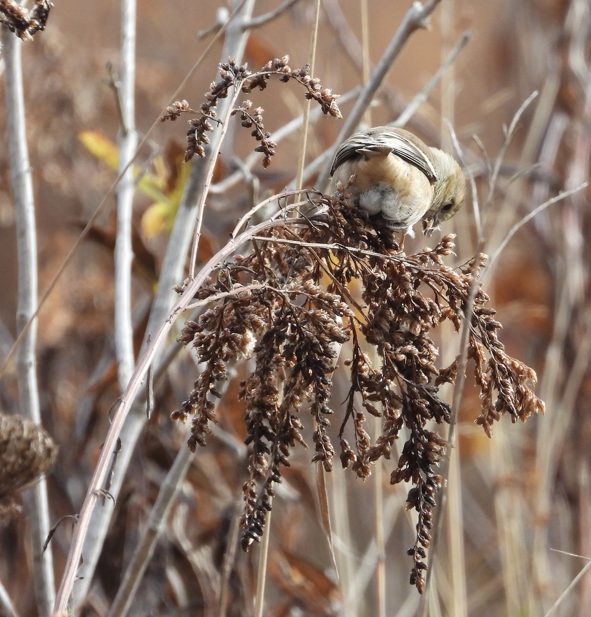 American Goldfinch - ML645682507