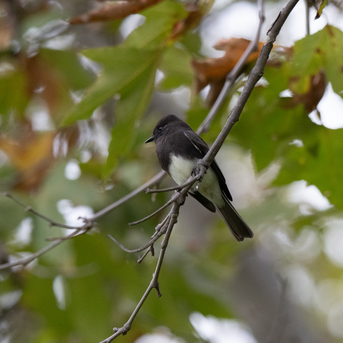 Black Phoebe - ML645682526