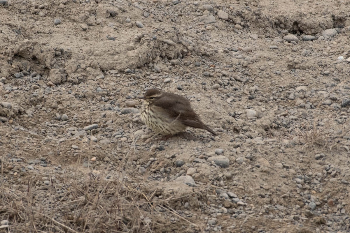 Northern Waterthrush - ML645682536