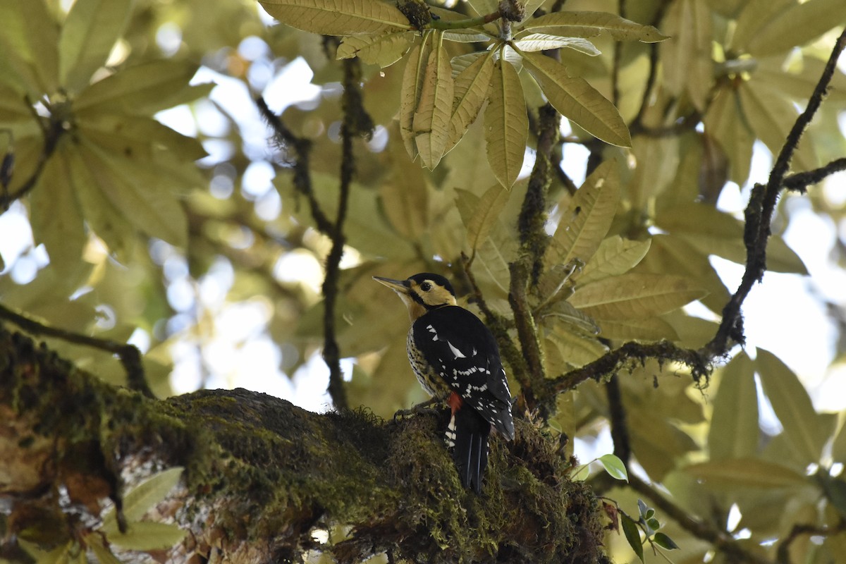 Дятел смугасточеревий - ML645682541