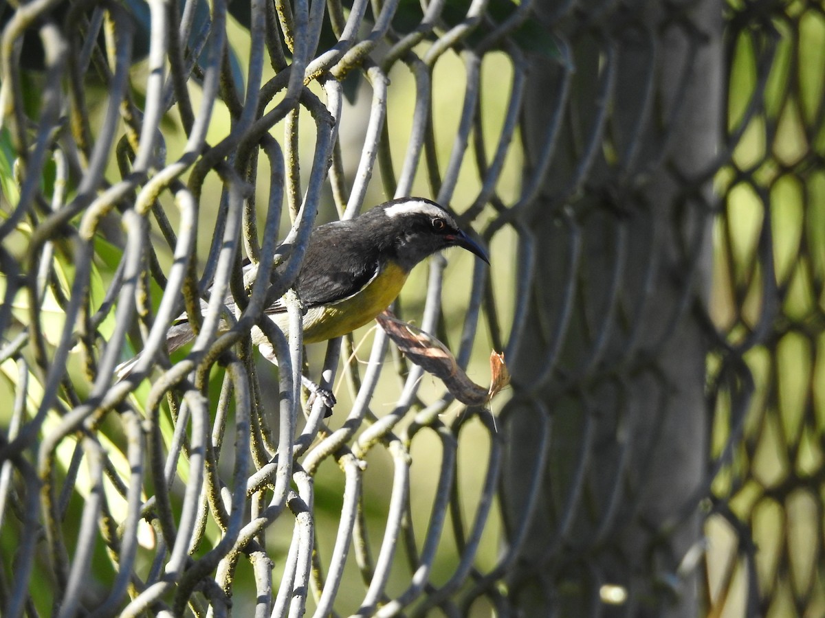 Sucrier à ventre jaune - ML645682545