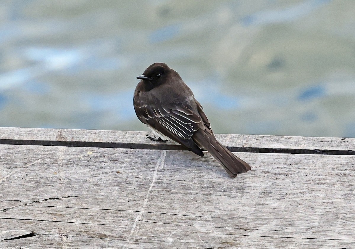 Black Phoebe - ML645682554