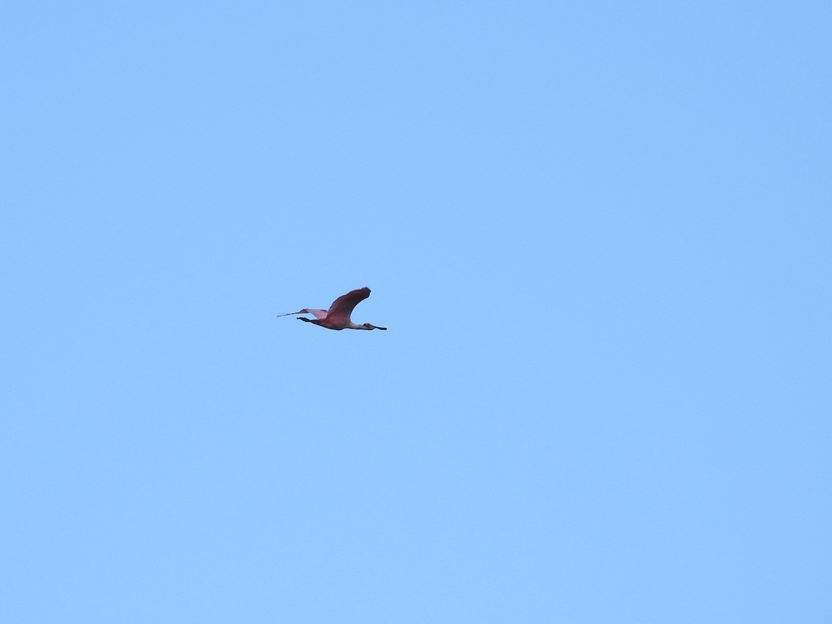 Roseate Spoonbill - ML645682589