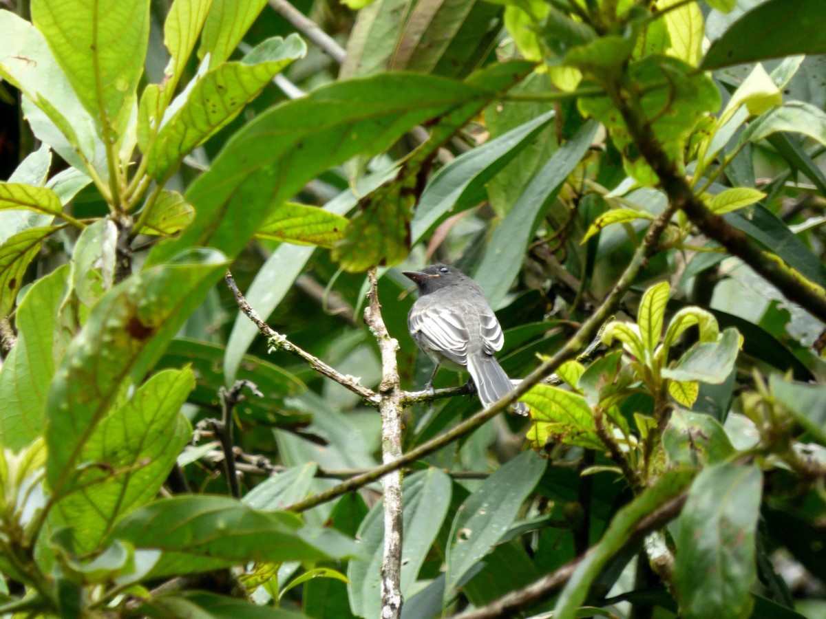 Black Phoebe - ML645682590