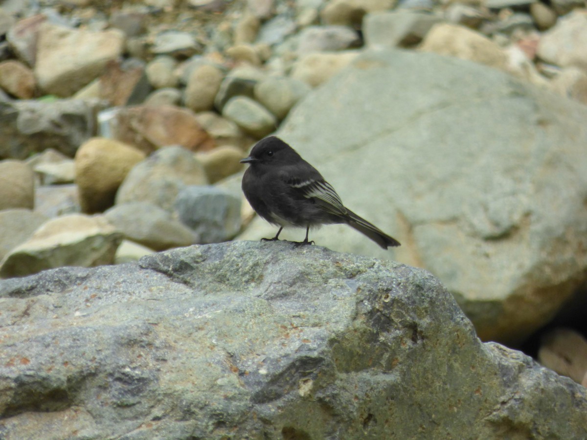 Black Phoebe - ML645682591