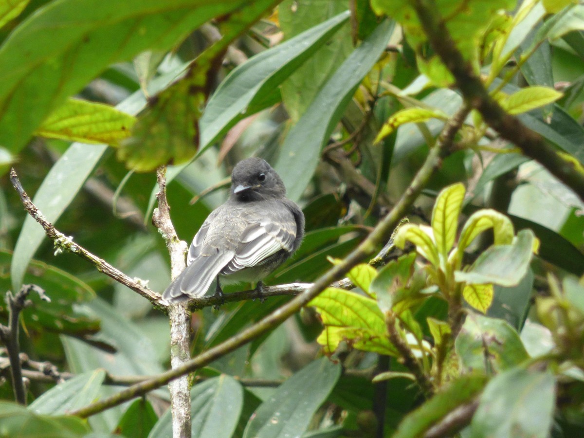 Black Phoebe - ML645682592