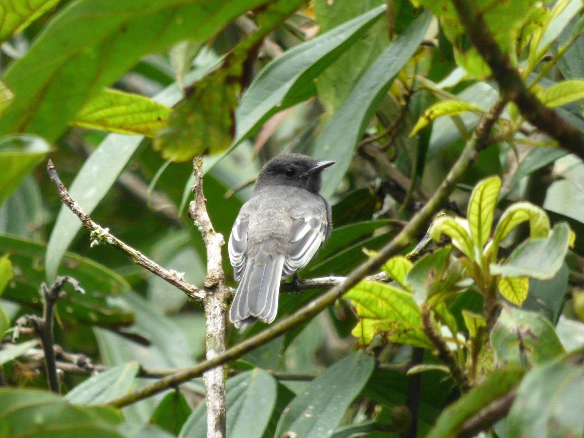 Black Phoebe - ML645682593