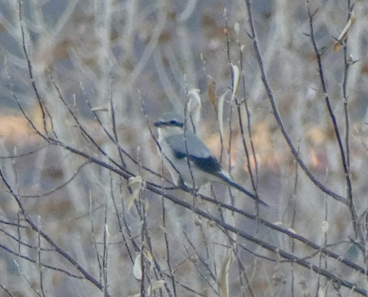 ťuhýk severní - ML645682596