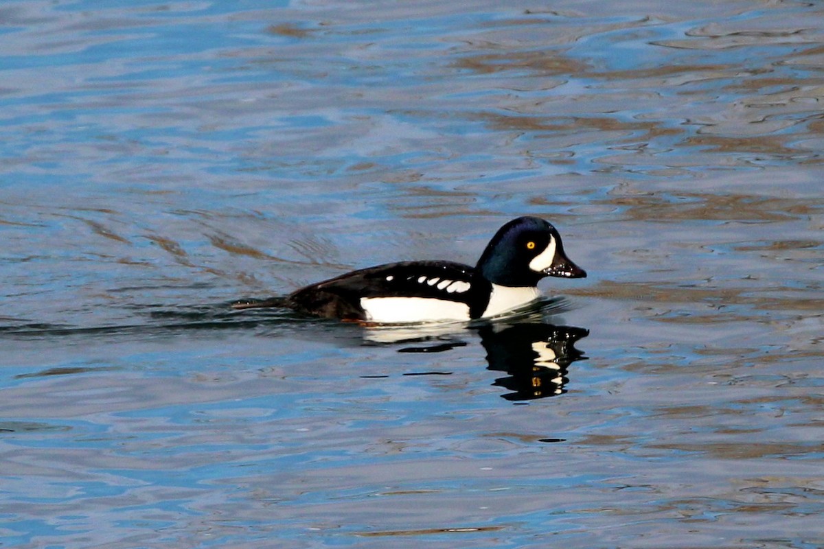 キタホオジロガモ - ML645682599