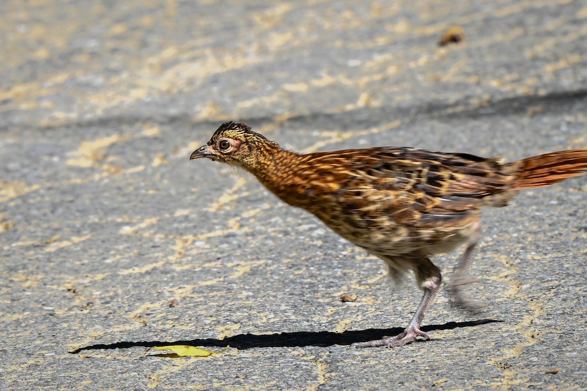 kobberfasan - ML645682629