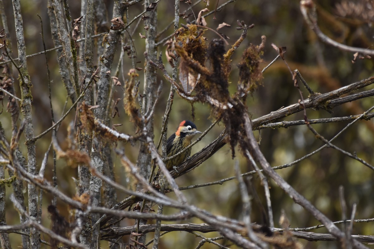 Crimson-naped Woodpecker - ML645682636