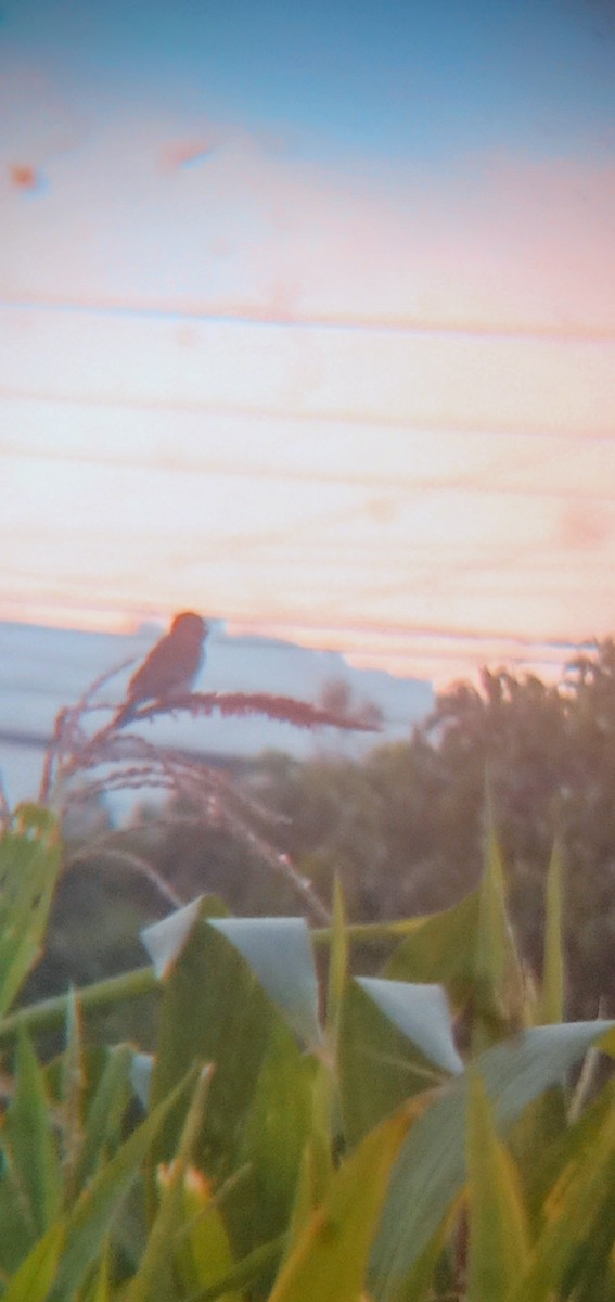 Chestnut-throated Seedeater - ML645682656