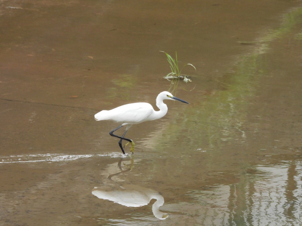 Aigrette garzette - ML645682661