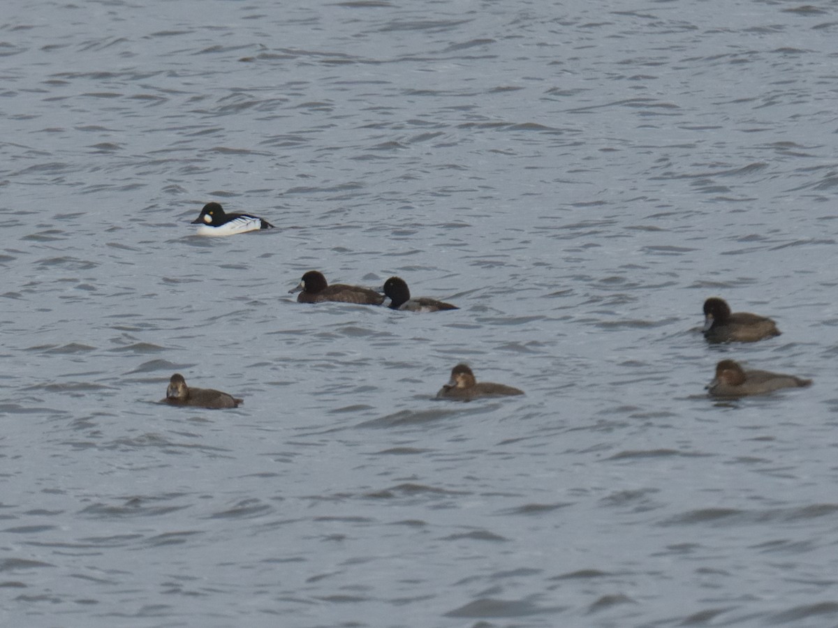 Greater/Lesser Scaup - ML645682666
