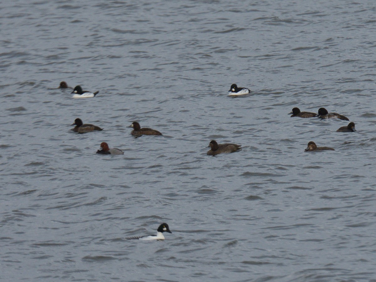 Greater/Lesser Scaup - ML645682667