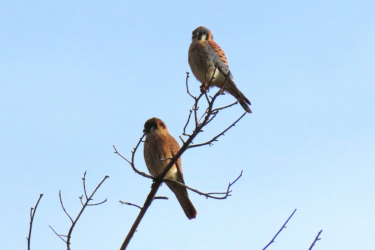 American Kestrel - ML645682674
