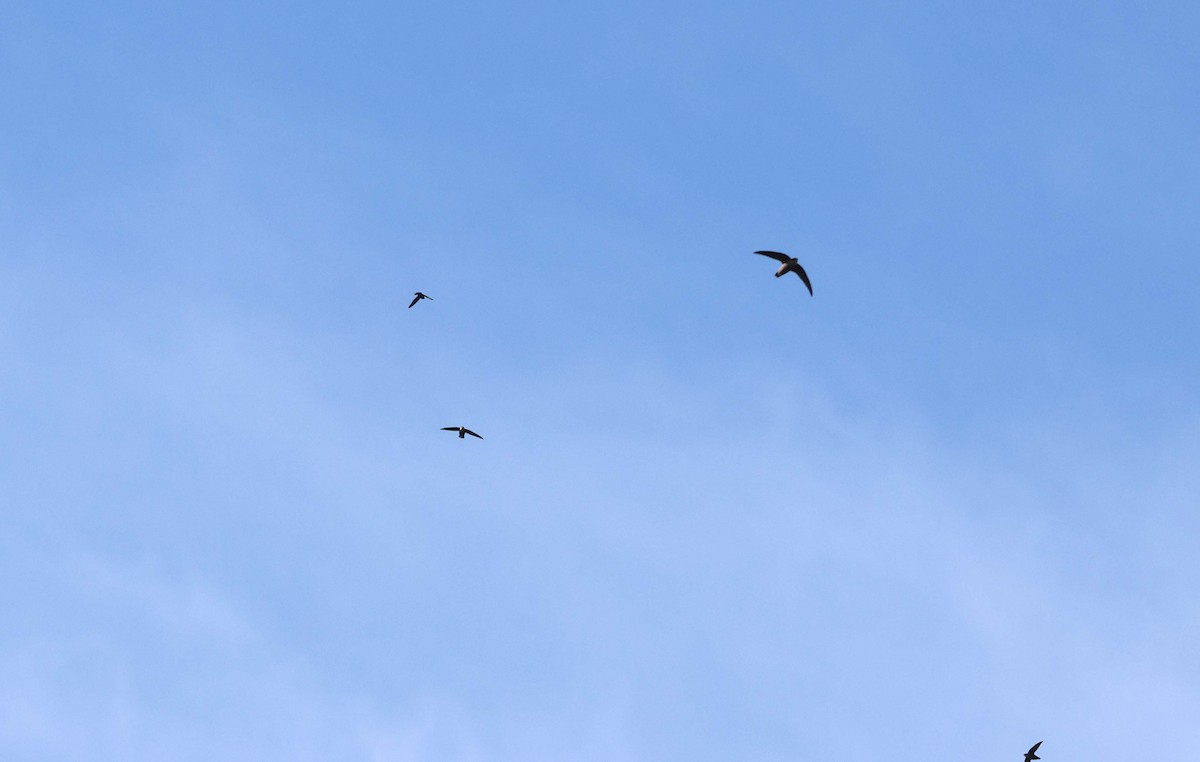 Chimney Swift - ML645682675