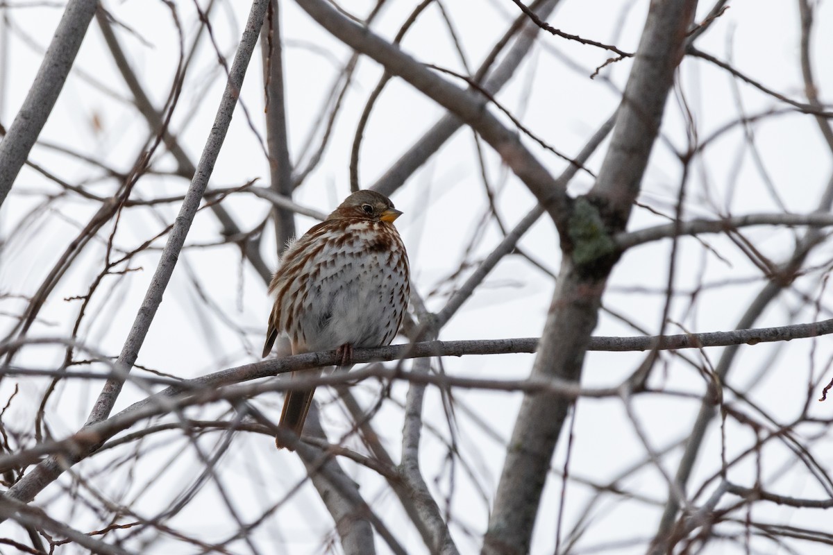 Fox Sparrow - ML645682676