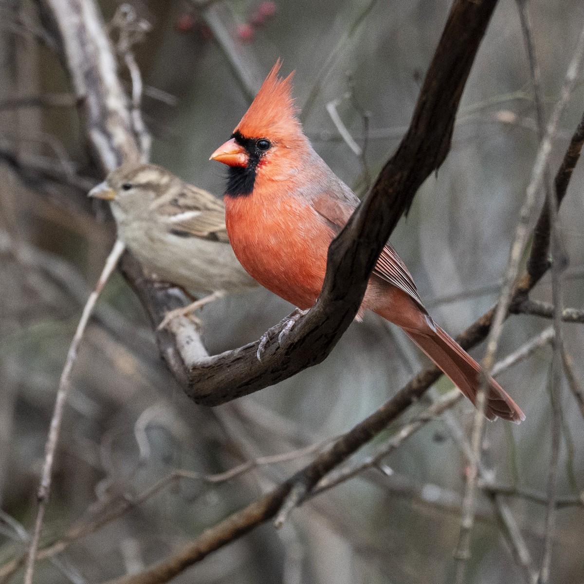 Northern Cardinal - ML645682677