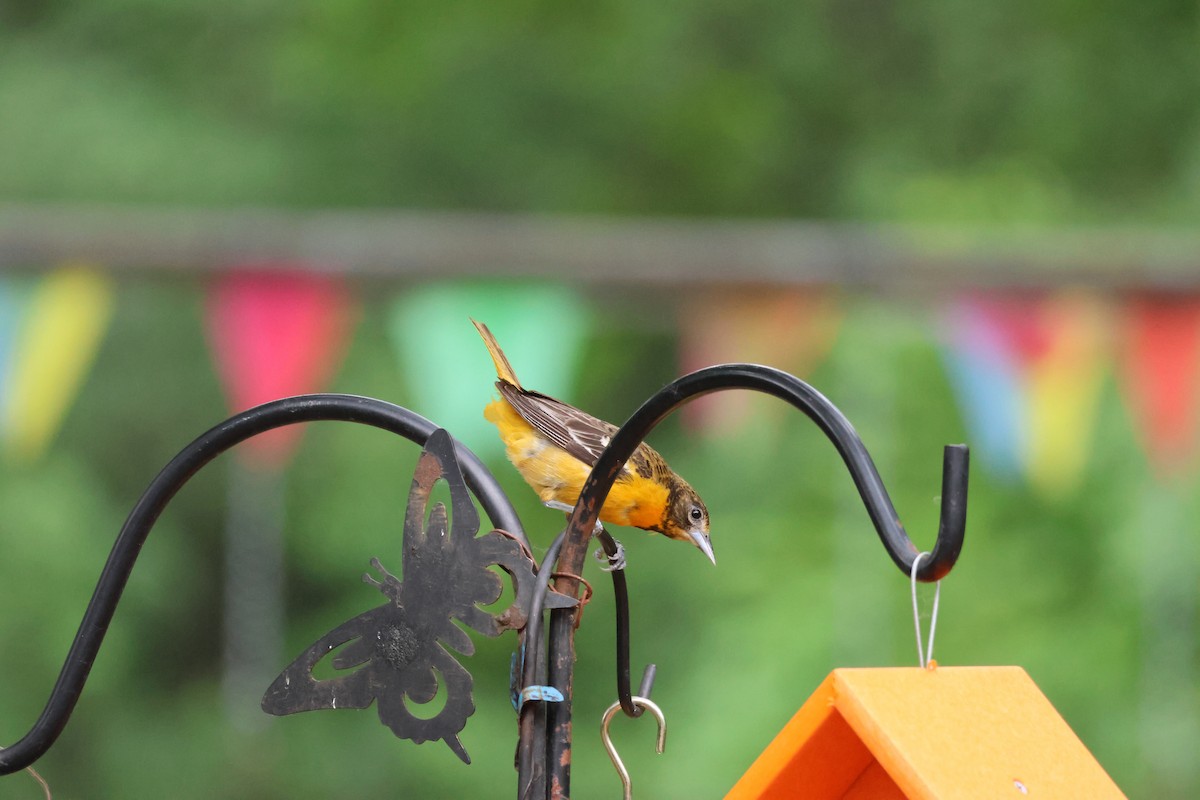 Baltimore Oriole - ML645682678