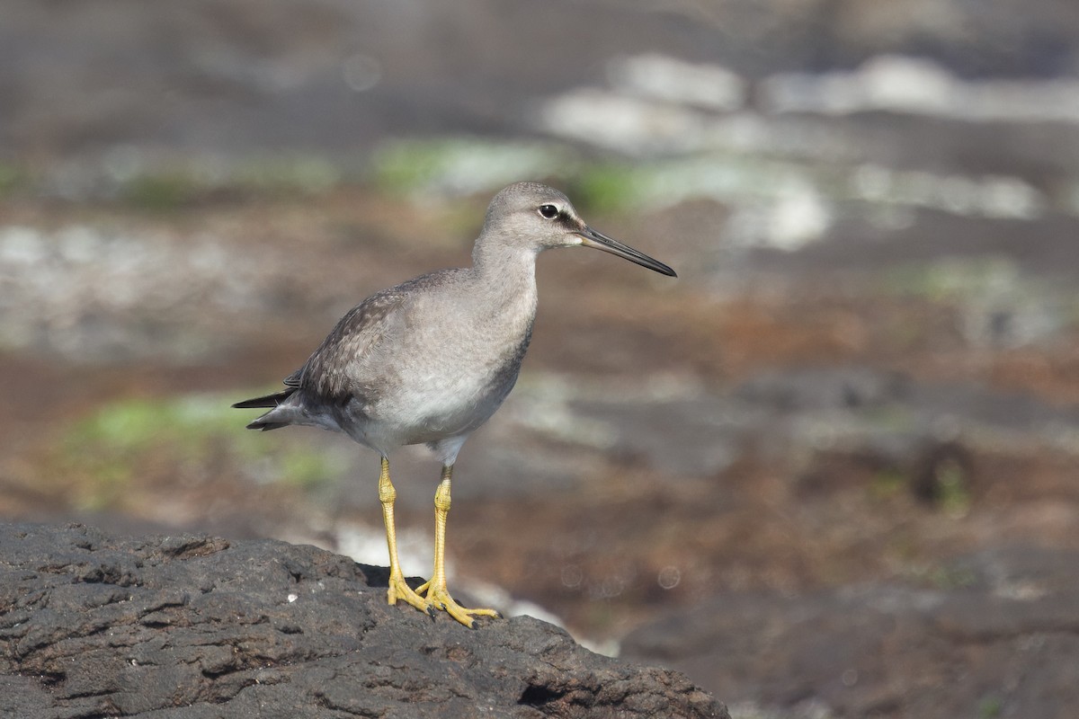 Wandering Tattler - ML645682679
