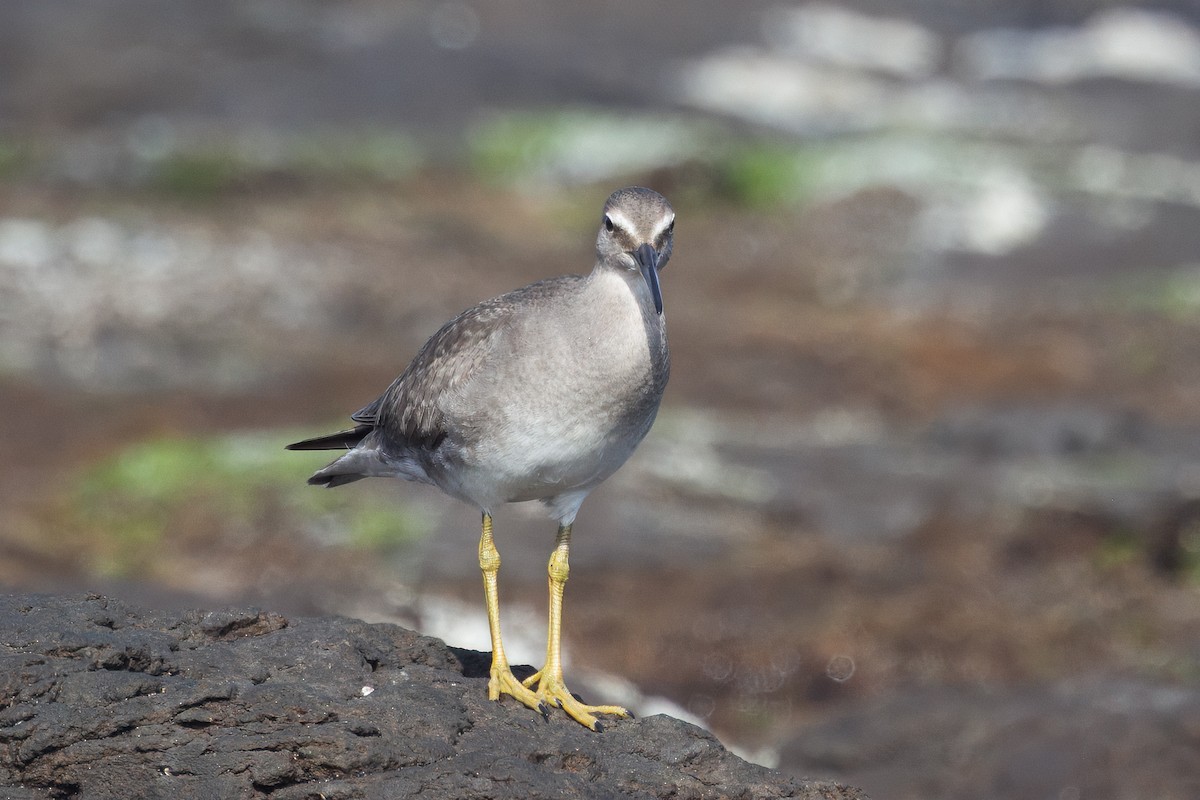Wandering Tattler - ML645682680