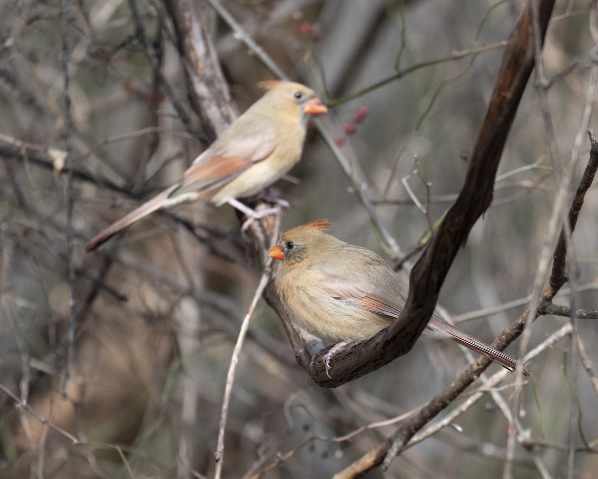 Northern Cardinal - ML645682681
