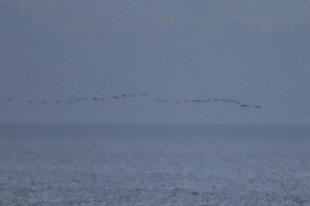 Double-crested Cormorant - ML645682683