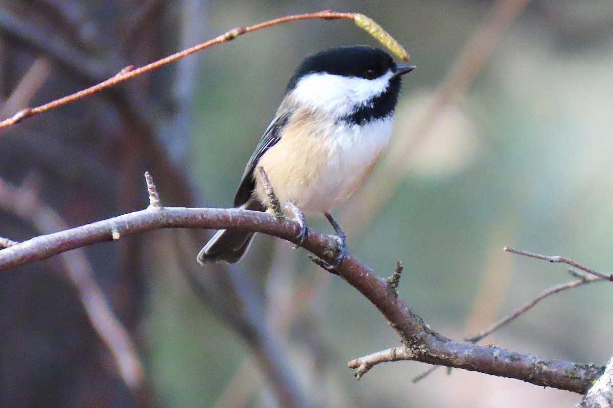 Black-capped Chickadee - ML645682684