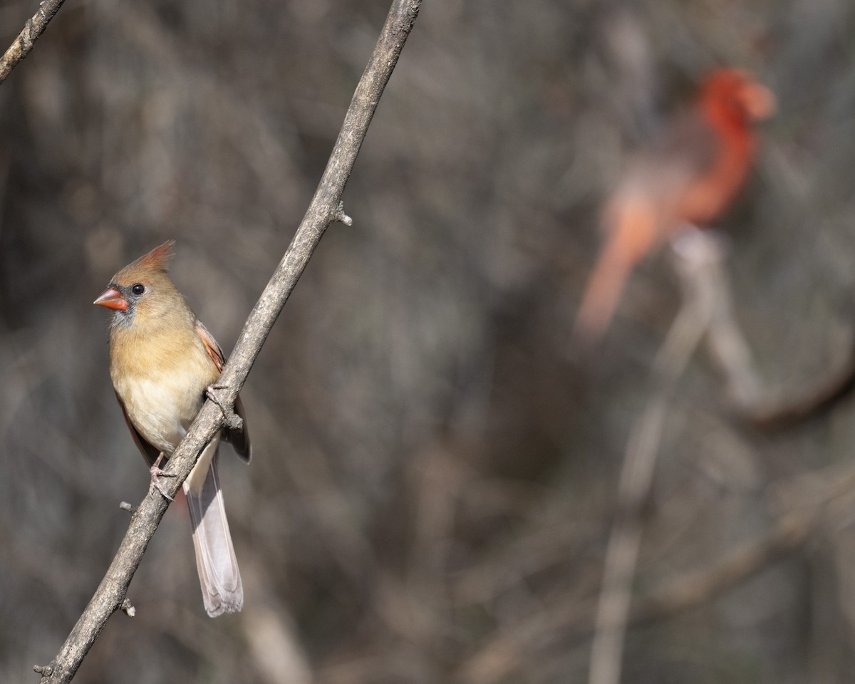 Northern Cardinal - ML645682685