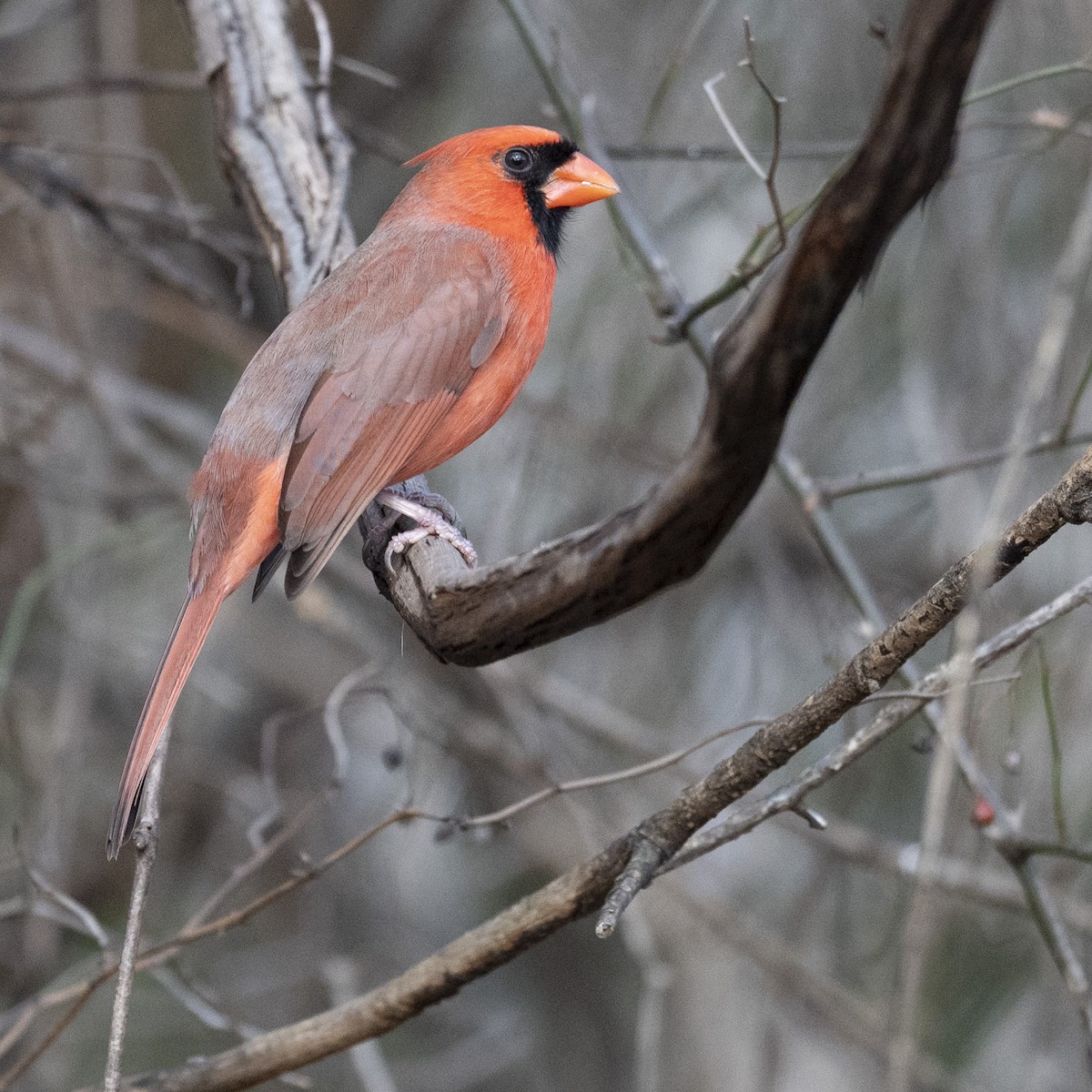 Northern Cardinal - ML645682686
