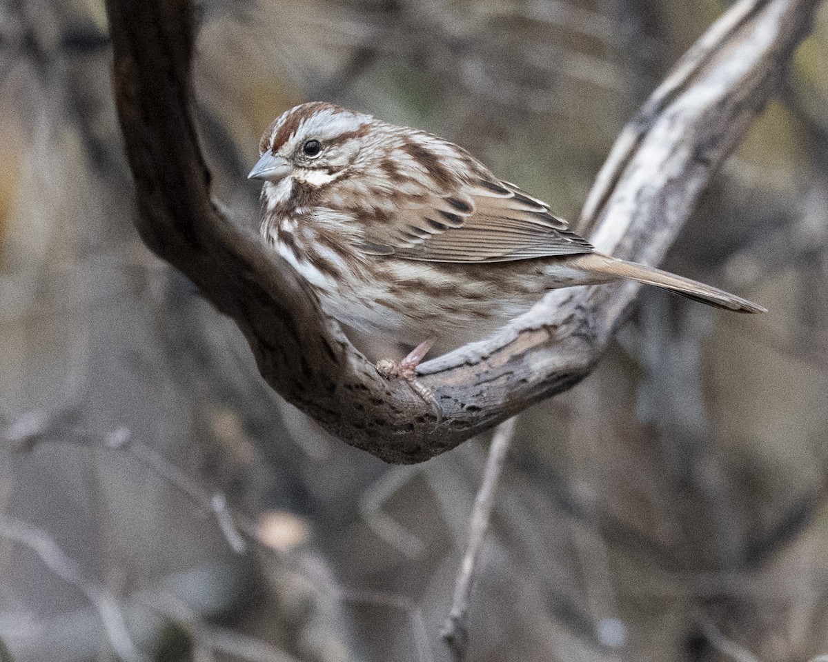 Song Sparrow - ML645682688