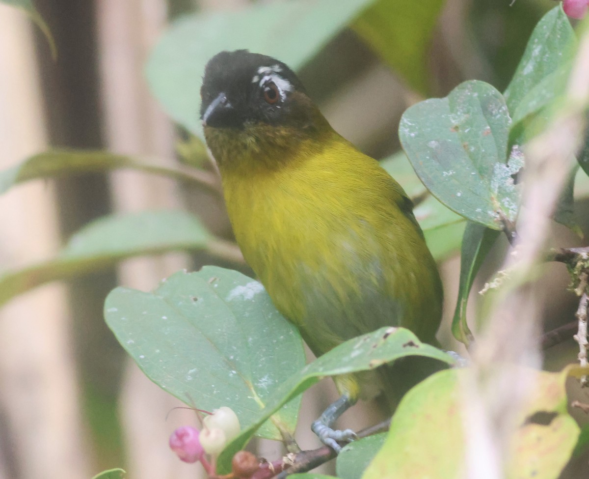 Common Chlorospingus - ML645682689