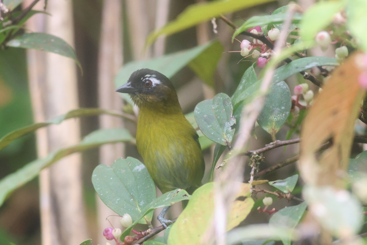 Common Chlorospingus - ML645682690