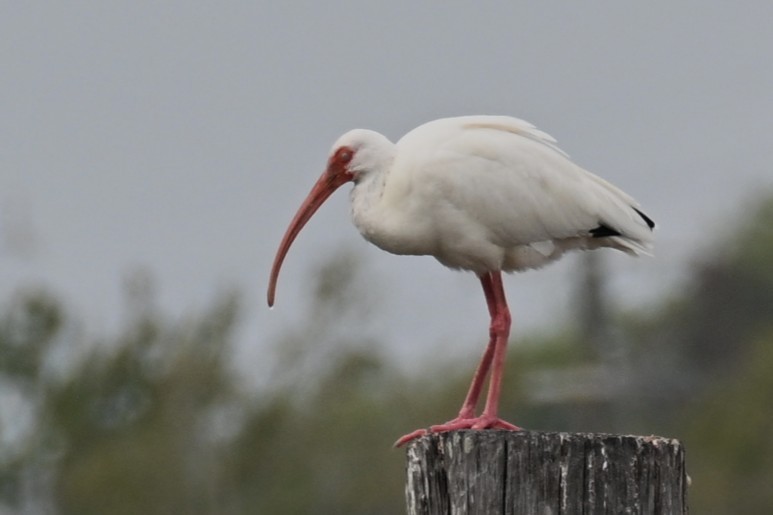 White Ibis - ML645682691