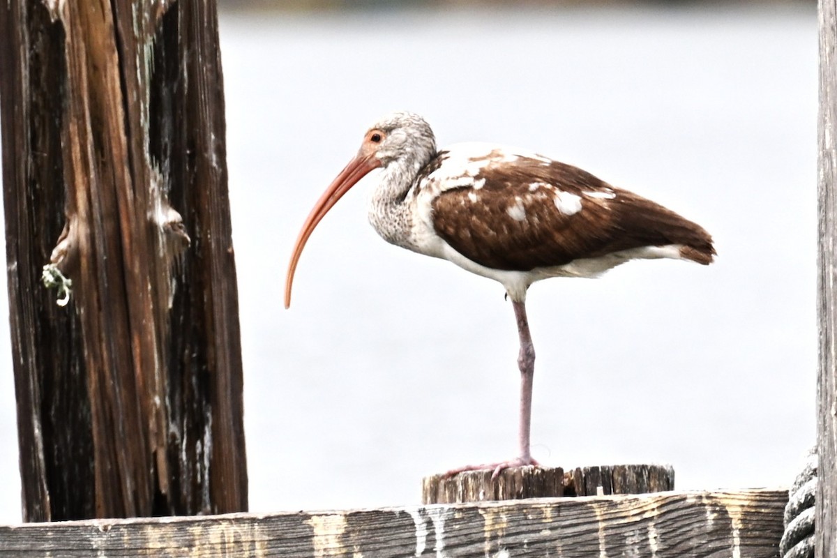 White Ibis - ML645682692