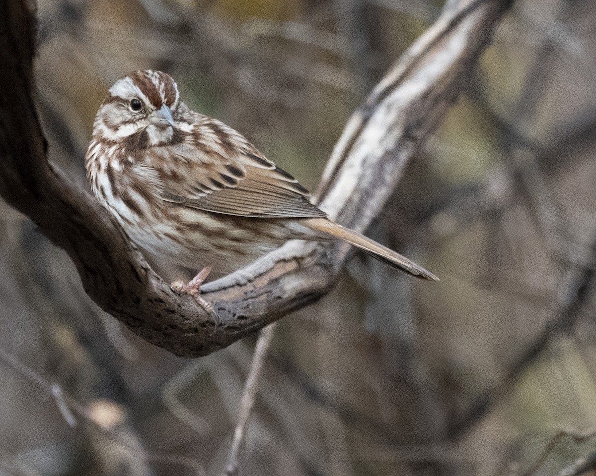 Song Sparrow - ML645682693
