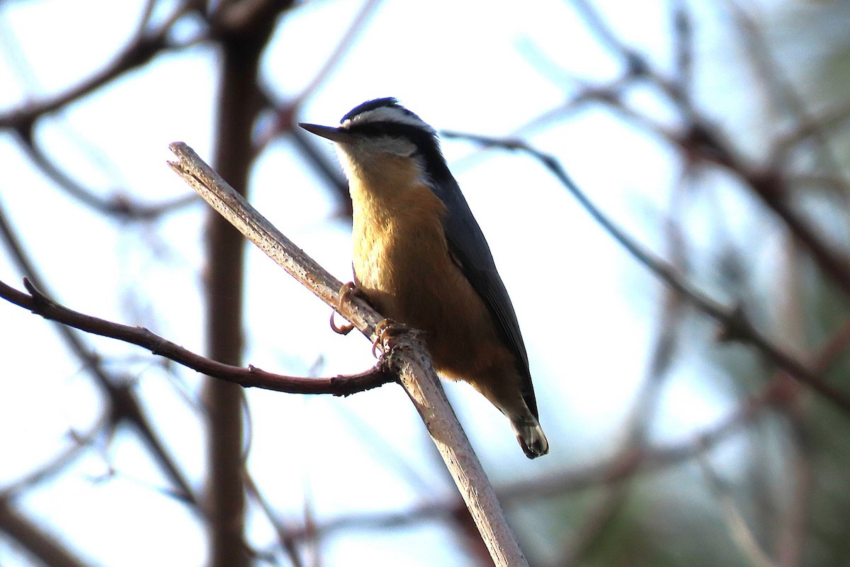 Red-breasted Nuthatch - ML645682694