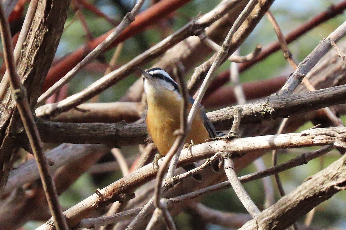 Red-breasted Nuthatch - ML645682695