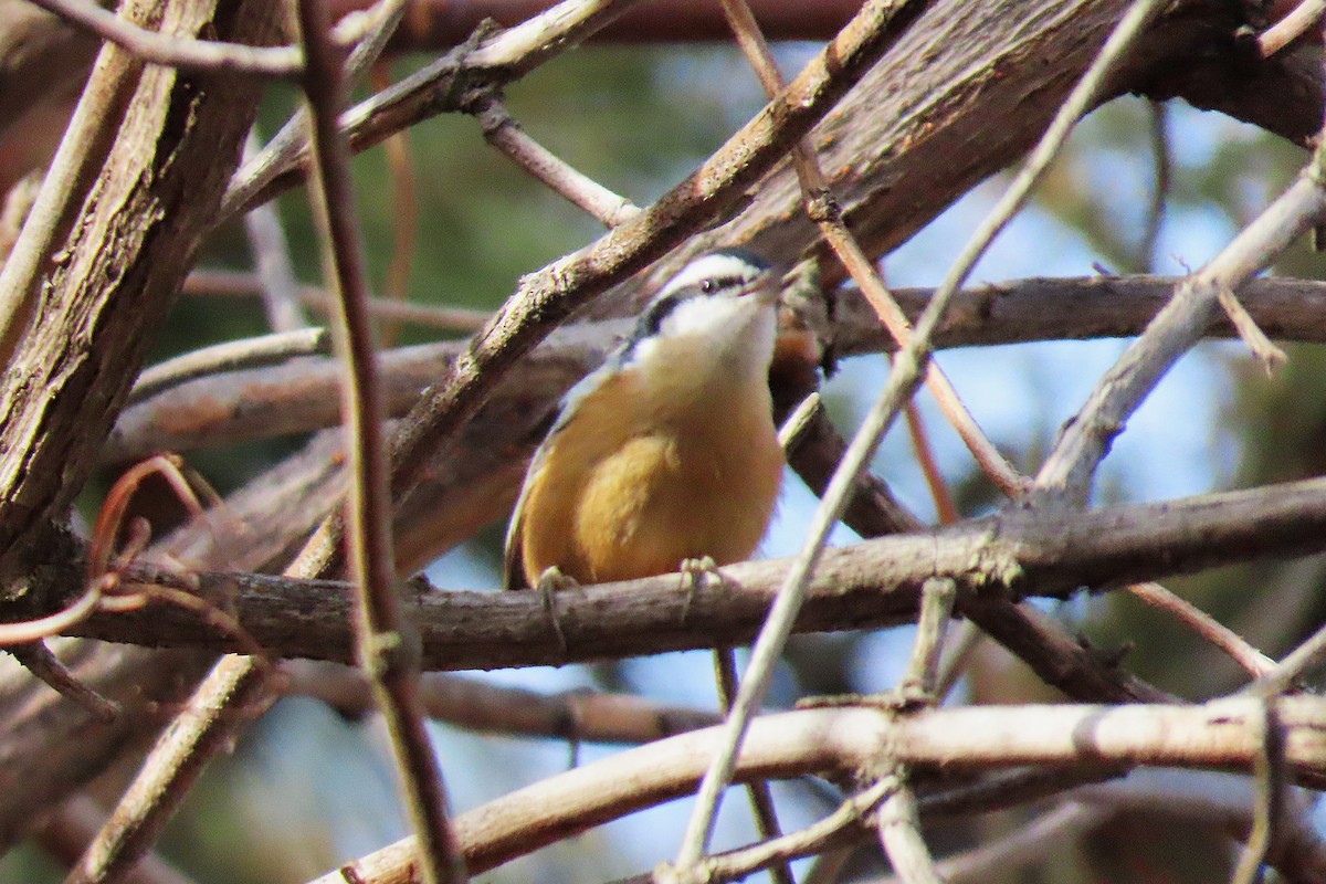 Red-breasted Nuthatch - ML645682696