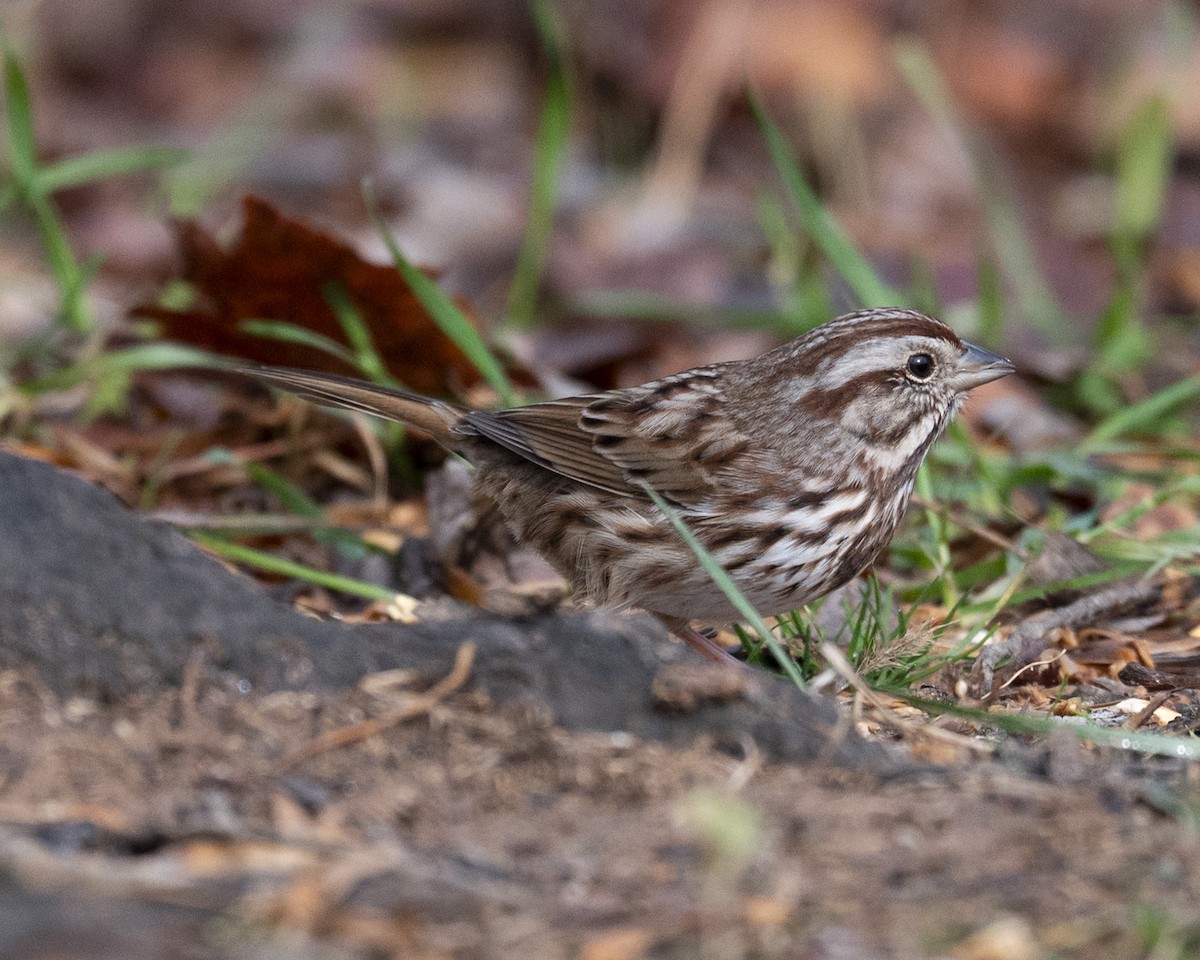Song Sparrow - ML645682697