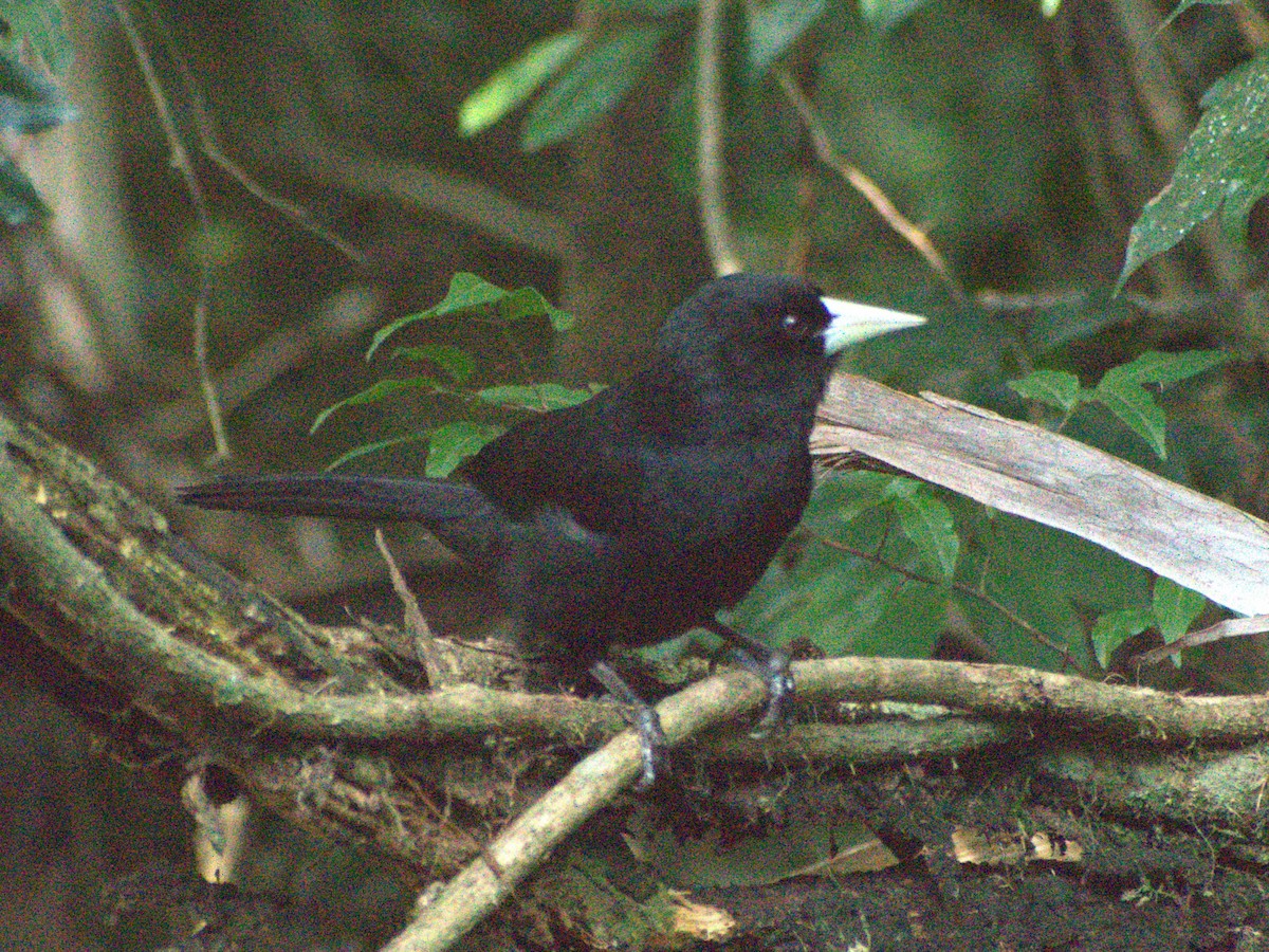 Solitary Black Cacique - ML645682700