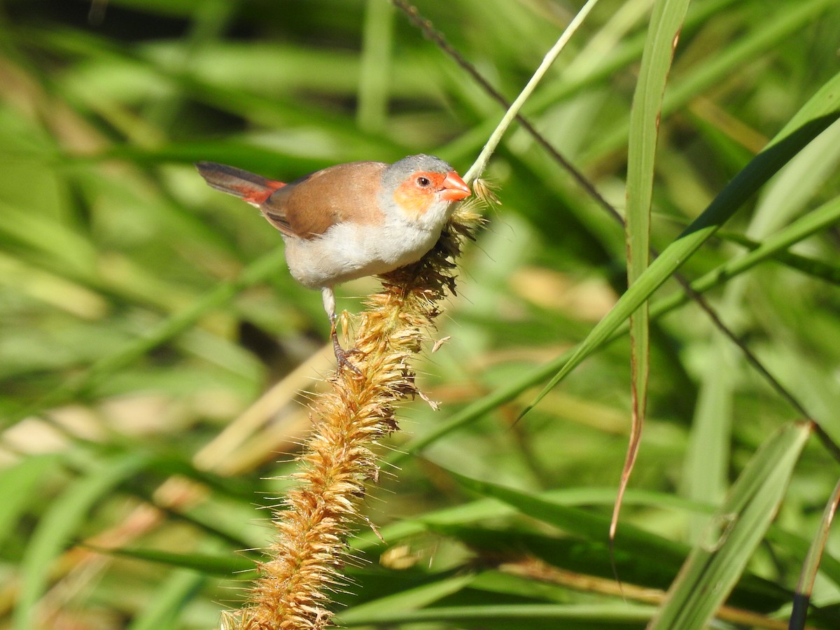 Orange-cheeked Waxbill - ML645682701
