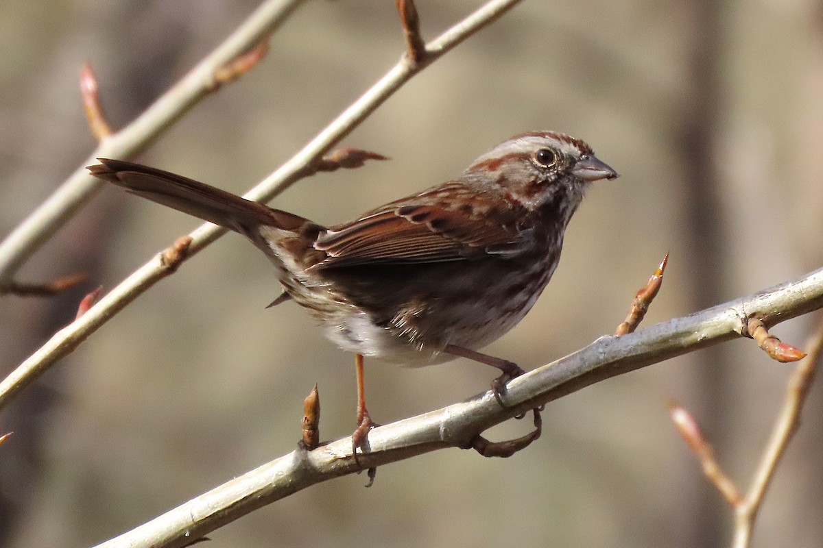Song Sparrow - ML645682703