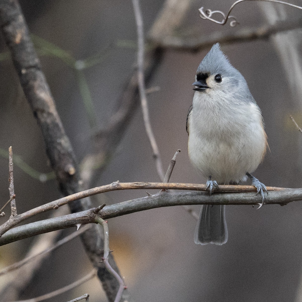 Tufted Titmouse - ML645682704
