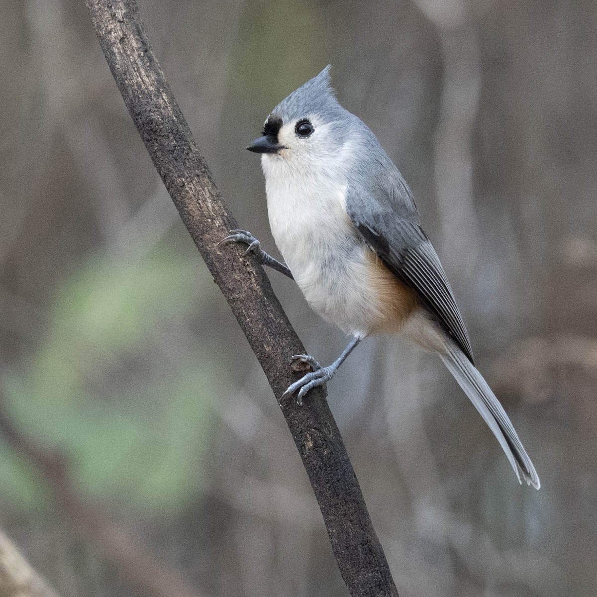 Tufted Titmouse - ML645682705