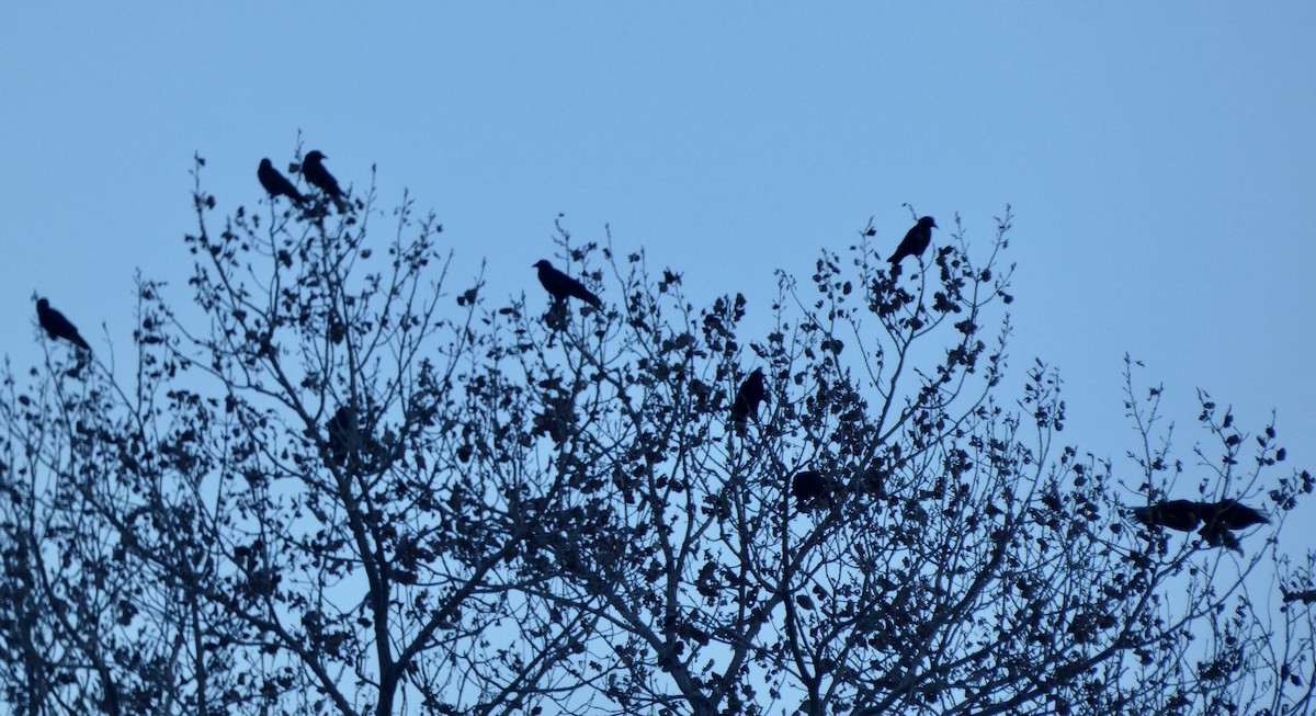 American Crow - ML645682706