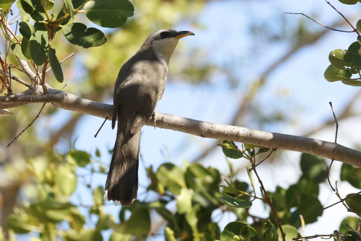 kukačka mangrovová - ML645682707