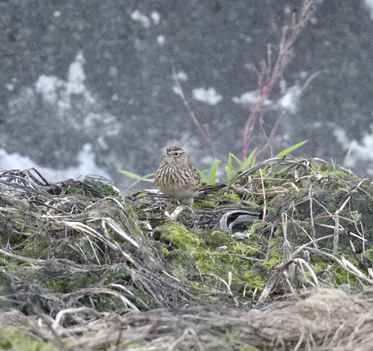 Oriental Skylark - ML645682709